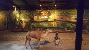 A camel at Zoobic Night Safari show.